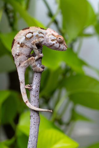 Ambilobe From "Bozeny-akanga" (AKA Little Rascal) x "Antely-tantely" (AKA Honey Bee) - Hatched June 2026 - Female #1