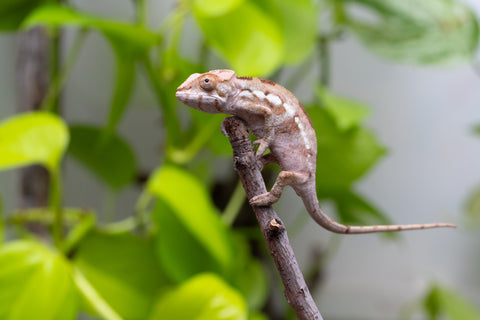 Ambilobe From "Bozeny-akanga" (AKA Little Rascal) x "Antely-tantely" (AKA Honey Bee) - Hatched June 2026 - Female #1