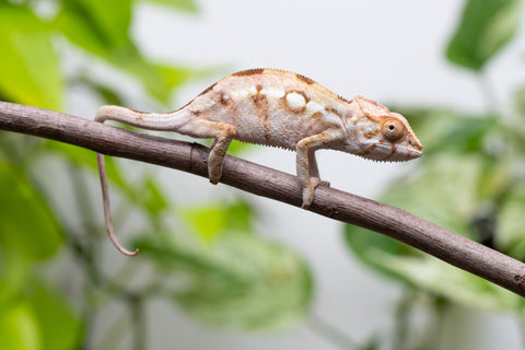 Ambilobe From "Bozeny-akanga" (AKA Little Rascal) x "Antely-tantely" (AKA Honey Bee) - Hatched June 2026 - Female #1