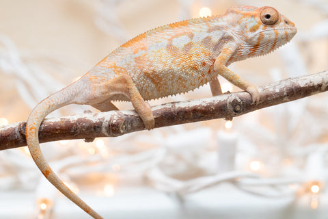 Holdbacks/Individuals: Ambilobe offspring from "Bozeny-akanga" (AKA Little Rascal) x "Antely-tantely" (AKA Honey Bee) - Hatched Nov - Dec 2025 - Female #1