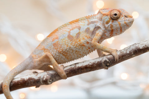 Holdbacks/Individuals: Ambilobe offspring from "Bozeny-akanga" (AKA Little Rascal) x "Antely-tantely" (AKA Honey Bee) - Hatched Nov - Dec 2025 - Female #1