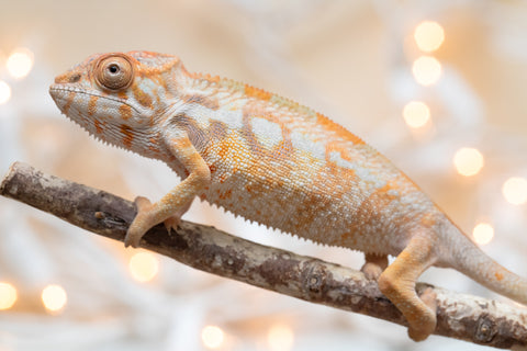 Holdbacks/Individuals: Ambilobe offspring from "Bozeny-akanga" (AKA Little Rascal) x "Antely-tantely" (AKA Honey Bee) - Hatched Nov - Dec 2025 - Female #1