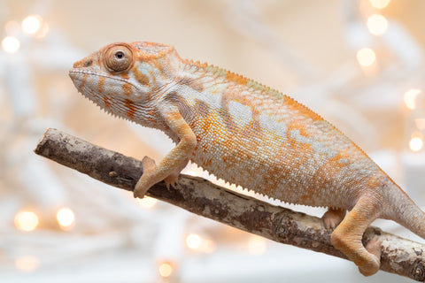 Holdbacks/Individuals: Ambilobe offspring from "Bozeny-akanga" (AKA Little Rascal) x "Antely-tantely" (AKA Honey Bee) - Hatched Nov - Dec 2025 - Female #1