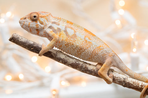 Holdbacks/Individuals: Ambilobe offspring from "Bozeny-akanga" (AKA Little Rascal) x "Antely-tantely" (AKA Honey Bee) - Hatched Nov - Dec 2025 - Female #1