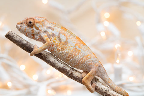 Holdbacks/Individuals: Ambilobe offspring from "Bozeny-akanga" (AKA Little Rascal) x "Antely-tantely" (AKA Honey Bee) - Hatched Nov - Dec 2025 - Female #1