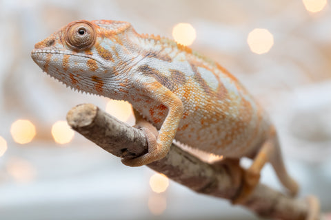 Holdbacks/Individuals: Ambilobe offspring from "Bozeny-akanga" (AKA Little Rascal) x "Antely-tantely" (AKA Honey Bee) - Hatched Nov - Dec 2025 - Female #1