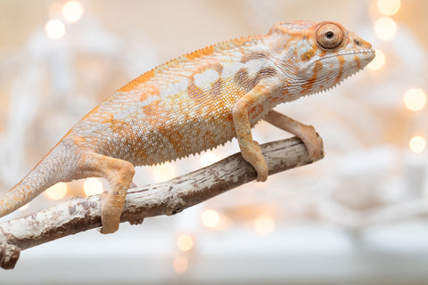 Holdbacks/Individuals: Ambilobe offspring from "Bozeny-akanga" (AKA Little Rascal) x "Antely-tantely" (AKA Honey Bee) - Hatched Nov - Dec 2025 - Female #1