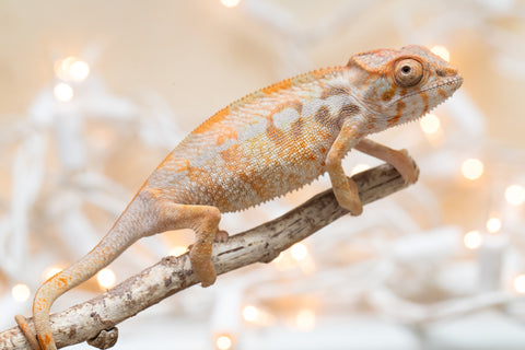Holdbacks/Individuals: Ambilobe offspring from "Bozeny-akanga" (AKA Little Rascal) x "Antely-tantely" (AKA Honey Bee) - Hatched Nov - Dec 2025 - Female #1