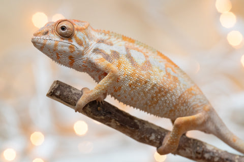 Holdbacks/Individuals: Ambilobe offspring from "Bozeny-akanga" (AKA Little Rascal) x "Antely-tantely" (AKA Honey Bee) - Hatched Nov - Dec 2025 - Female #1