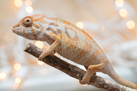 Holdbacks/Individuals: Ambilobe offspring from "Bozeny-akanga" (AKA Little Rascal) x "Antely-tantely" (AKA Honey Bee) - Hatched Nov - Dec 2025 - Female #1