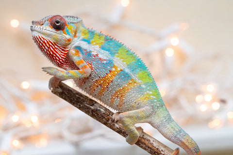 Holdbacks/Individuals: Ambilobe offspring from "Bozeny-akanga" (AKA Little Rascal) x "Antely-tantely" (AKA Honey Bee) - Hatched Nov - Dec 2025 - Male #3