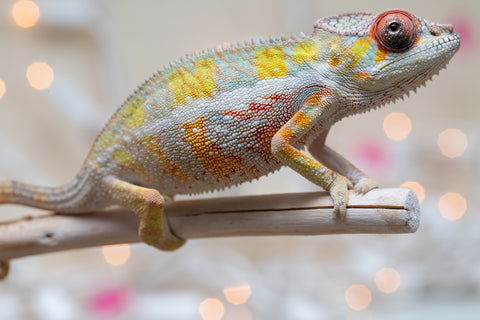 Holdbacks/Individuals: Ambilobe offspring from "Bozeny-akanga" (AKA Little Rascal) x "Antely-tantely" (AKA Honey Bee) - Hatched Nov - Dec 2025 - Male #3