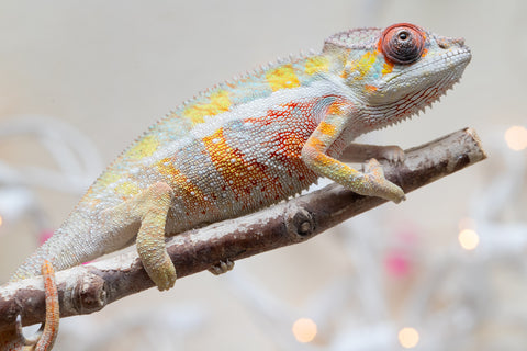 Holdbacks/Individuals: Ambilobe offspring from "Bozeny-akanga" (AKA Little Rascal) x "Antely-tantely" (AKA Honey Bee) - Hatched Nov - Dec 2025 - Male #3