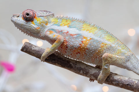 Holdbacks/Individuals: Ambilobe offspring from "Bozeny-akanga" (AKA Little Rascal) x "Antely-tantely" (AKA Honey Bee) - Hatched Nov - Dec 2025 - Male #3