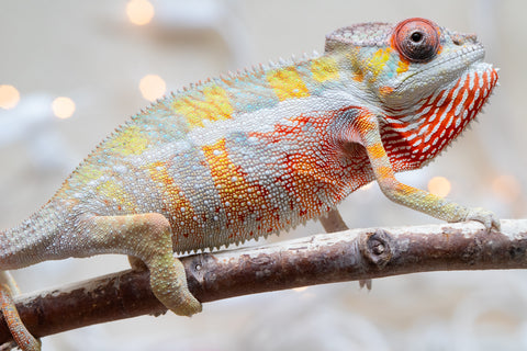 Holdbacks/Individuals: Ambilobe offspring from "Bozeny-akanga" (AKA Little Rascal) x "Antely-tantely" (AKA Honey Bee) - Hatched Nov - Dec 2025 - Male #3