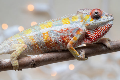 Holdbacks/Individuals: Ambilobe offspring from "Bozeny-akanga" (AKA Little Rascal) x "Antely-tantely" (AKA Honey Bee) - Hatched Nov - Dec 2025 - Male #3