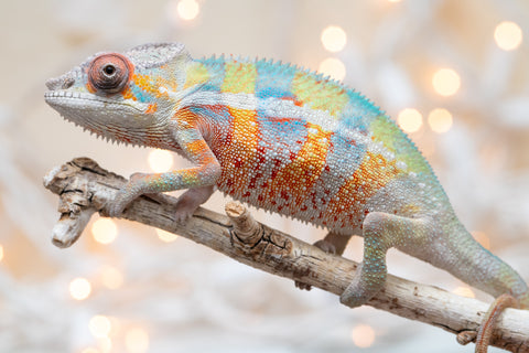 Holdbacks/Individuals: Ambilobe Offspring From "Bozeny-akanga" (AKA Little Rascal) x "Antely-tantely" (AKA Honey Bee) - Hatched Nov - Dec 2025 - Male #8