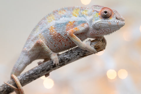 Holdbacks/Individuals: Ambilobe Offspring From "Bozeny-akanga" (AKA Little Rascal) x "Antely-tantely" (AKA Honey Bee) - Hatched Nov - Dec 2025 - Male #9