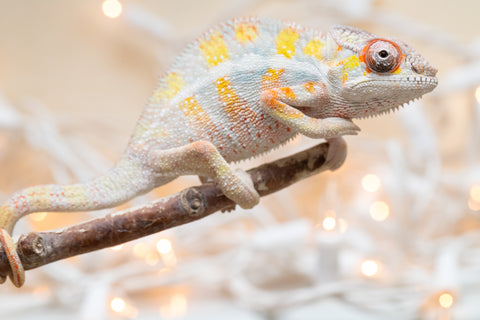 Holdbacks/Individuals: Ambilobe Offspring From "Bozeny-akanga" (AKA Little Rascal) x "Antely-tantely" (AKA Honey Bee) - Hatched Nov - Dec 2025 - Male #9