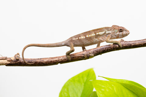 Ambilobe From "Bozeny-akanga" (AKA Little Rascal) x "Biby" (AKA Bug) - Hatched May 2026 - Female #1