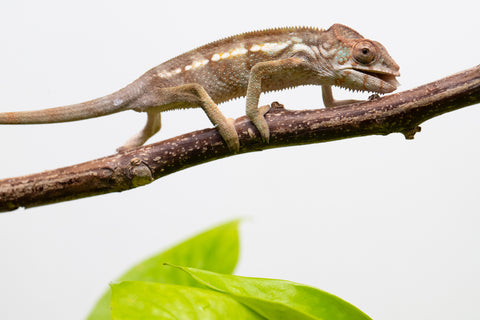 Ambilobe From "Bozeny-akanga" (AKA Little Rascal) x "Biby" (AKA Bug) - Hatched May 2026 - Female #1
