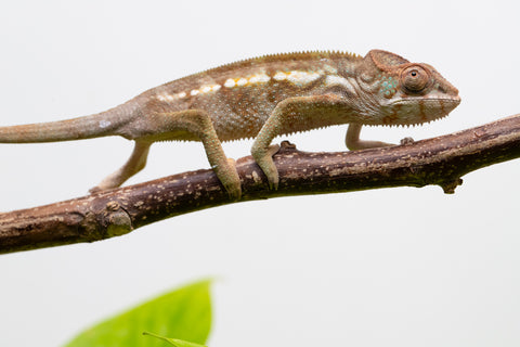 Ambilobe From "Bozeny-akanga" (AKA Little Rascal) x "Biby" (AKA Bug) - Hatched May 2026 - Female #1