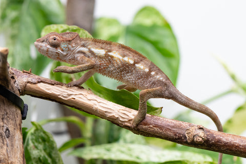 Ambilobe From "Bozeny-akanga" (AKA Little Rascal) x "Biby" (AKA Bug) - Hatched May 2026 - Female #1