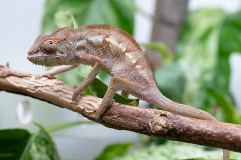 Ambilobe From "Bozeny-akanga" (AKA Little Rascal) x "Biby" (AKA Bug) - Hatched May 2026 - Female #1