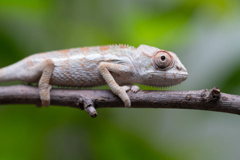 Ambilobe From "Bozeny-akanga" (AKA Little Rascal) x "Biby" (AKA Bug) - Hatched May 2026 - Male #2