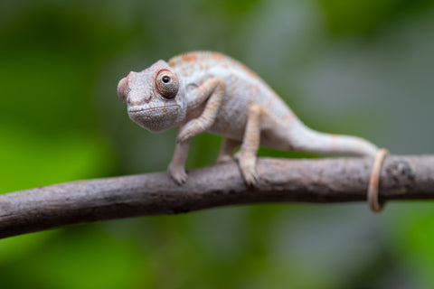 Ambilobe From "Bozeny-akanga" (AKA Little Rascal) x "Biby" (AKA Bug) - Hatched May 2026 - Male #2