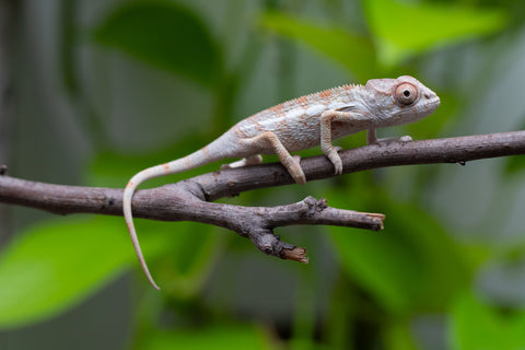 Ambilobe From "Bozeny-akanga" (AKA Little Rascal) x "Biby" (AKA Bug) - Hatched May 2026 - Male #2