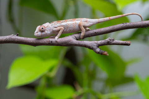 Ambilobe From "Bozeny-akanga" (AKA Little Rascal) x "Biby" (AKA Bug) - Hatched May 2026 - Male #2