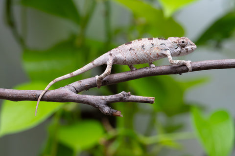 Ambilobe From "Bozeny-akanga" (AKA Little Rascal) x "Biby" (AKA Bug) - Hatched May 2026 - Male #3