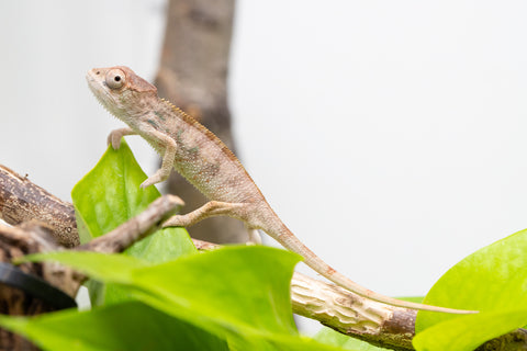 Ambilobe From "Bozeny-akanga" (AKA Little Rascal) x "Biby" (AKA Bug) - Hatched May 2026 - Male #3