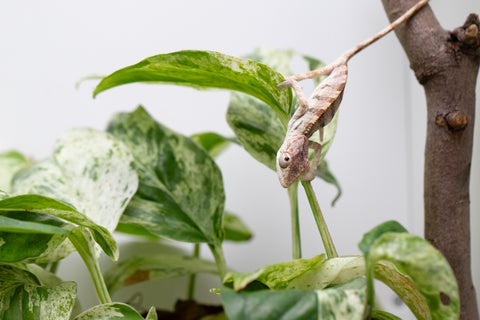 Ambilobe From "Bozeny-akanga" (AKA Little Rascal) x "Biby" (AKA Bug) - Hatched May 2026 - Male #3