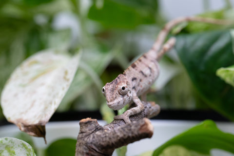 Ambilobe From "Bozeny-akanga" (AKA Little Rascal) x "Biby" (AKA Bug) - Hatched May 2026 - Male #3