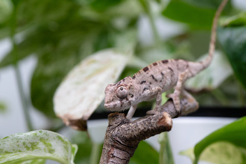 Ambilobe From "Bozeny-akanga" (AKA Little Rascal) x "Biby" (AKA Bug) - Hatched May 2026 - Male #3