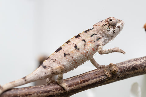 Ambilobe From "Bozeny-akanga" (AKA Little Rascal) x "Biby" (AKA Bug) - Hatched May 2026 - Male #3