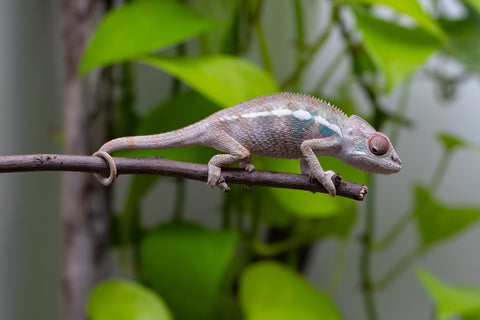 Ambilobe From "Bozeny-akanga" (AKA Little Rascal) x "Biby" (AKA Bug) - Hatched May 2026 - Male #4