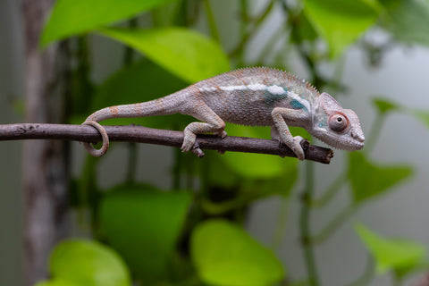 Ambilobe From "Bozeny-akanga" (AKA Little Rascal) x "Biby" (AKA Bug) - Hatched May 2026 - Male #4