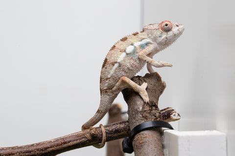 Ambilobe From "Bozeny-akanga" (AKA Little Rascal) x "Biby" (AKA Bug) - Hatched May 2026 - Male #4