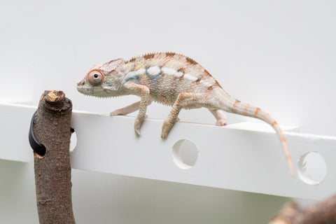 Ambilobe From "Bozeny-akanga" (AKA Little Rascal) x "Biby" (AKA Bug) - Hatched May 2026 - Male #4