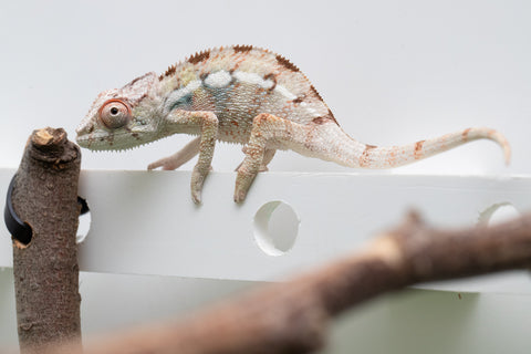 Ambilobe From "Bozeny-akanga" (AKA Little Rascal) x "Biby" (AKA Bug) - Hatched May 2026 - Male #4