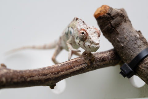 Ambilobe From "Bozeny-akanga" (AKA Little Rascal) x "Biby" (AKA Bug) - Hatched May 2026 - Male #4