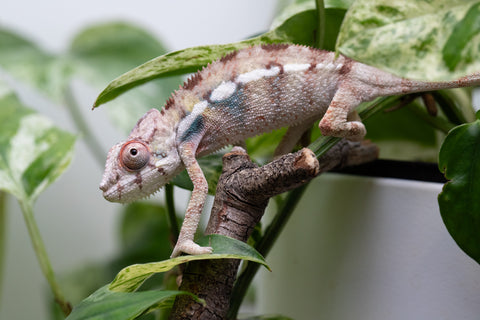Ambilobe From "Bozeny-akanga" (AKA Little Rascal) x "Biby" (AKA Bug) - Hatched May 2026 - Male #4