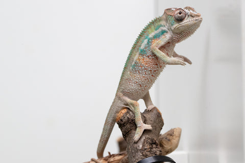 Ambilobe From "Bozeny-akanga" (AKA Little Rascal) x "Biby" (AKA Bug) - Hatched May 2026 - Male #5