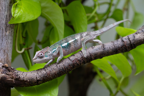Ambilobe From "Bozeny-akanga" (AKA Little Rascal) x "Biby" (AKA Bug) - Hatched May 2026 - Male #5