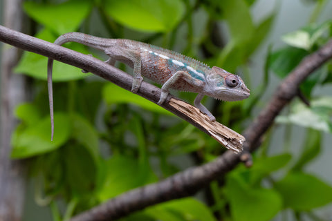 Ambilobe From "Bozeny-akanga" (AKA Little Rascal) x "Biby" (AKA Bug) - Hatched May 2026 - Male #5