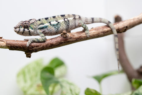 Ambilobe From "Bozeny-akanga" (AKA Little Rascal) x "Biby" (AKA Bug) - Hatched May 2026 - Male #6