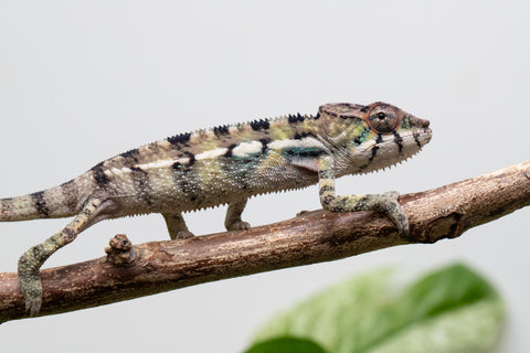 Ambilobe From "Bozeny-akanga" (AKA Little Rascal) x "Biby" (AKA Bug) - Hatched May 2026 - Male #6